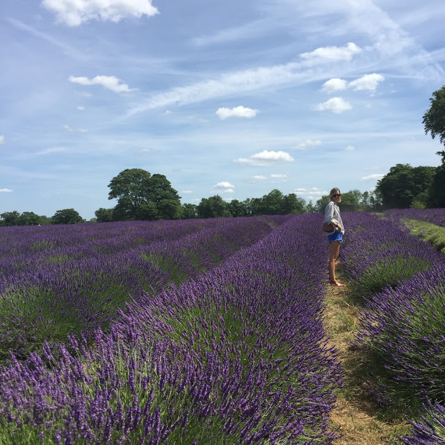 Day Trip: Lavender Fields